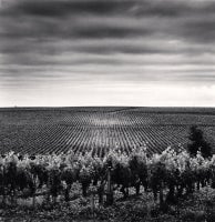 Chateau Lafite, Study 3, Bordeaux, France, 2012