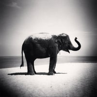 Baby Elephant, Phuket, Thailand, 2011