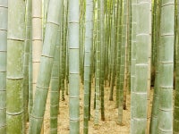 Bamboo Forest (Japan, 2013)