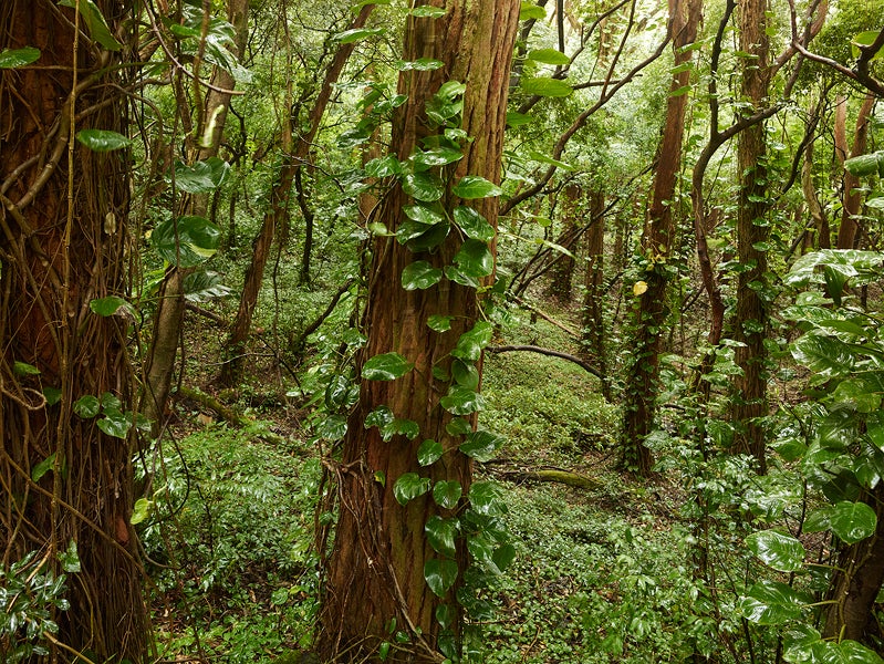 Josef Hoflehner Landscape Photograph - Rainforest (Hawaii, 2013)