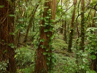 Rainforest (Hawaii, 2013)