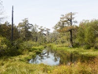 Alligator Alley, Lafayette, Louisiana