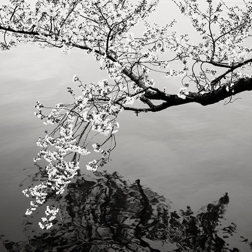 Josef Hoflehner Landscape Photograph - Cherry Blossoms, Study 3 - Washington, DC