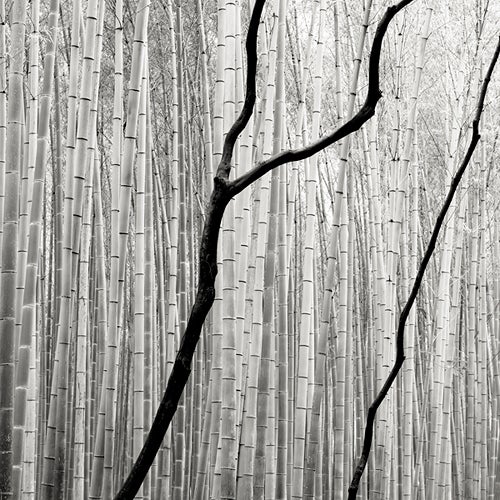 Josef Hoflehner Landscape Photograph - Giant Bamboo 2 - Japan