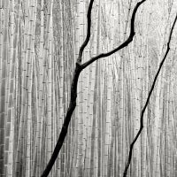 Giant Bamboo 2 - Japan