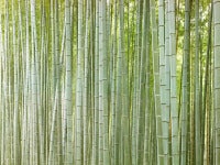 Bamboo Forest II (Japan), 2013