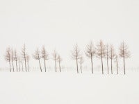 Untitled (Winter Trees), Japan, 2013