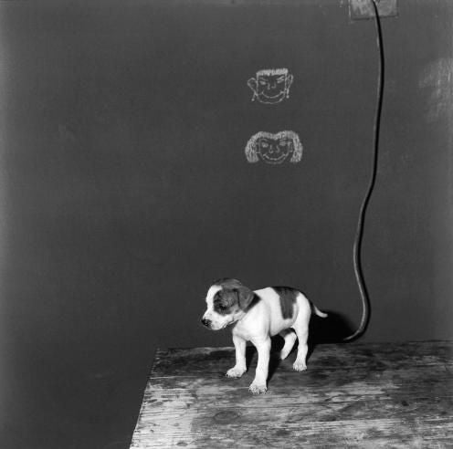 Roger Ballen Figurative Photograph - Puppy on Table, 2000