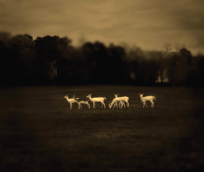 Jack Spencer Black and White Photograph - White Deer, 2008