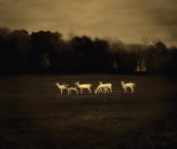 White Deer, 2008