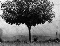 L arbre et la poule, 1950