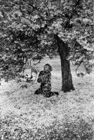 Parc de Sceaux, Cerisiers Japonais (Japanese Cherry Trees), 1983