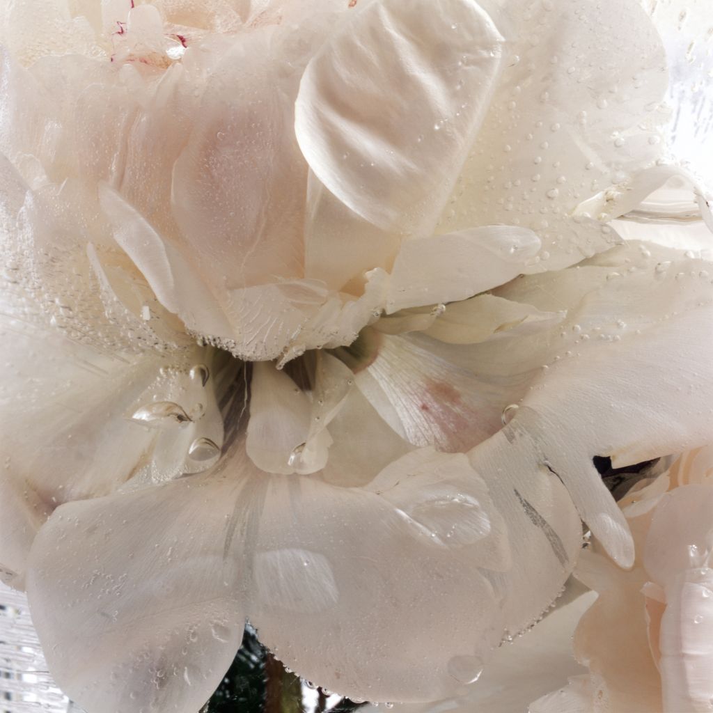 Crystal Liu Color Photograph - Give us our Dream: Part One, Peony Two