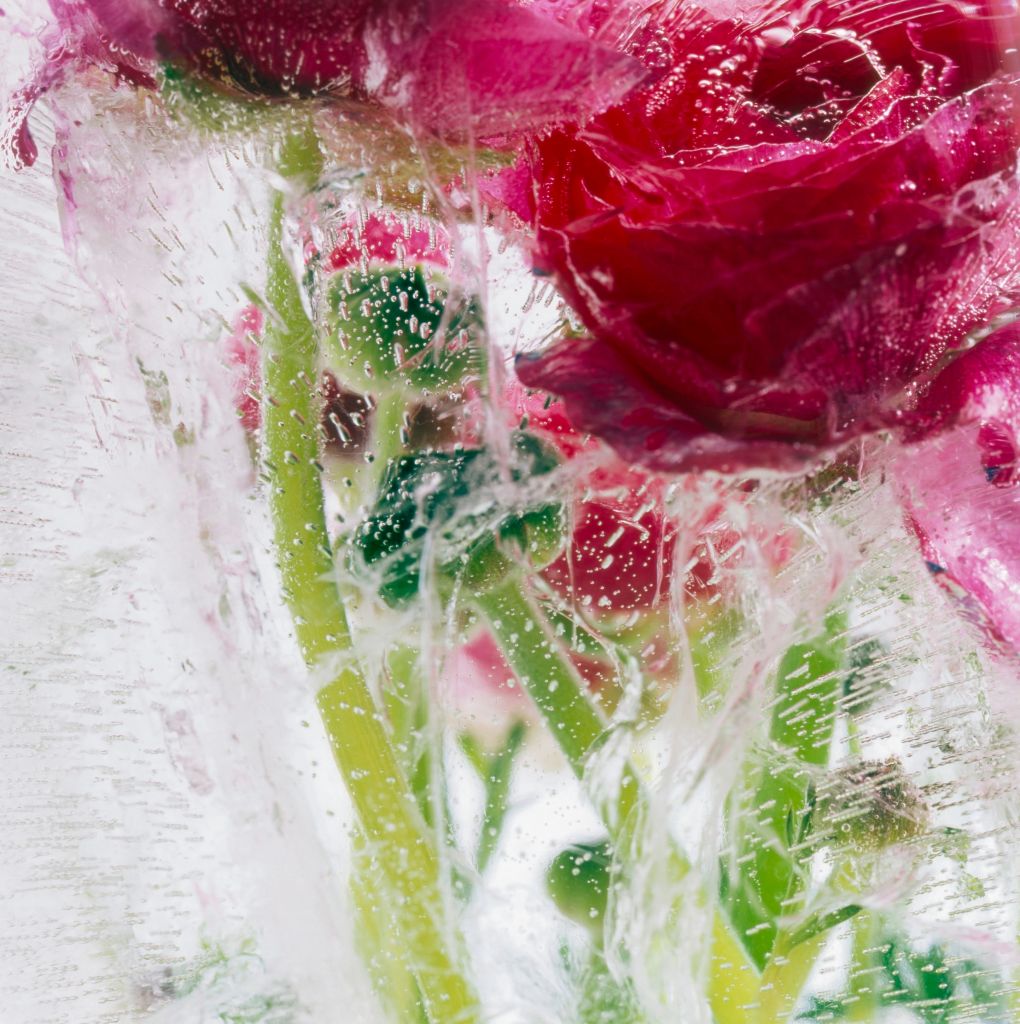 Crystal Liu Still-Life Photograph - Give us our Dream: Part One, Ranunculus Two