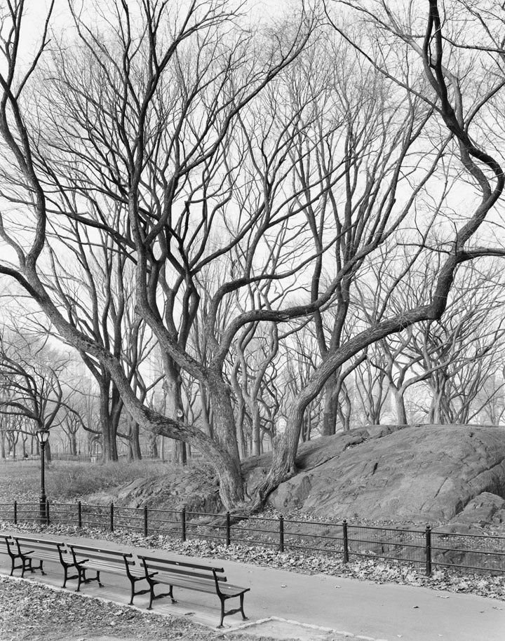 Mitch Epstein Black and White Photograph - American Elm, Central Park, New York 2012