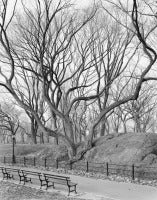 American Elm, Central Park, New York 2012