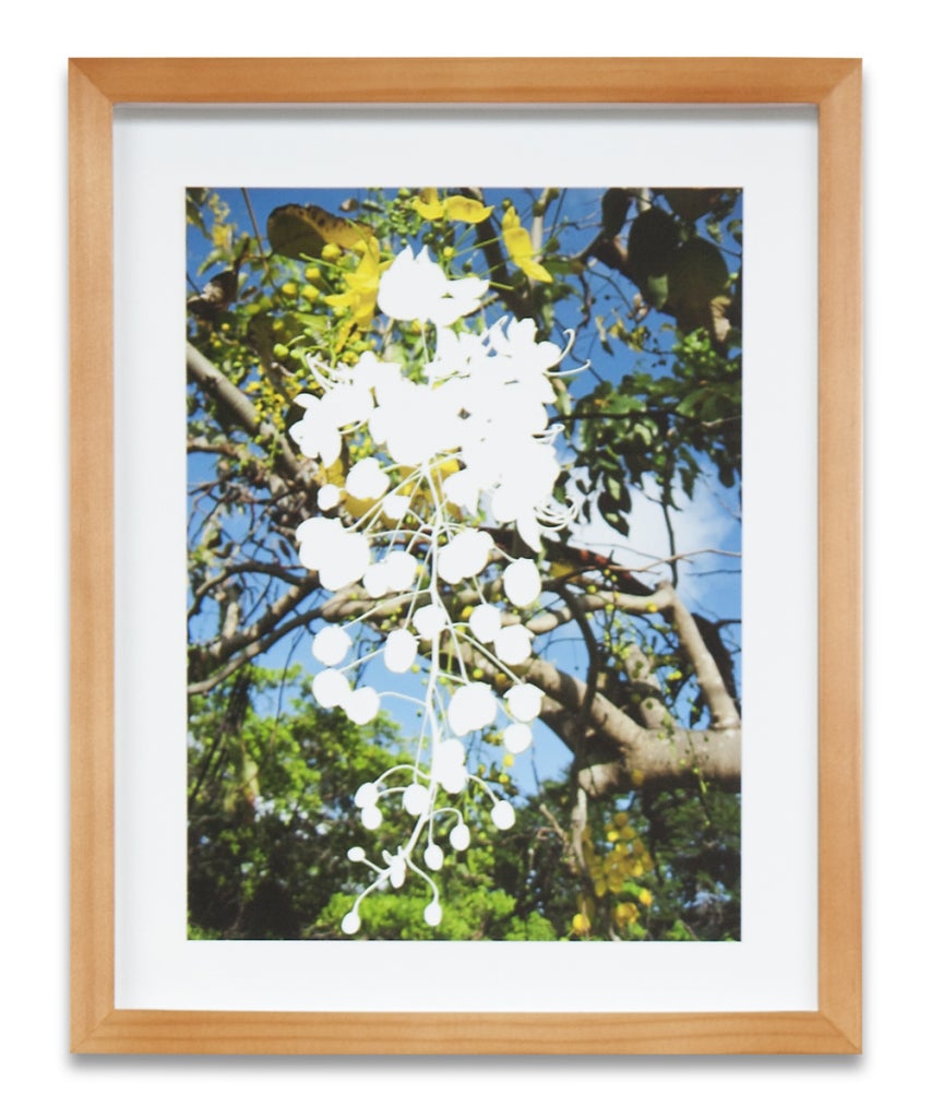 birk plant