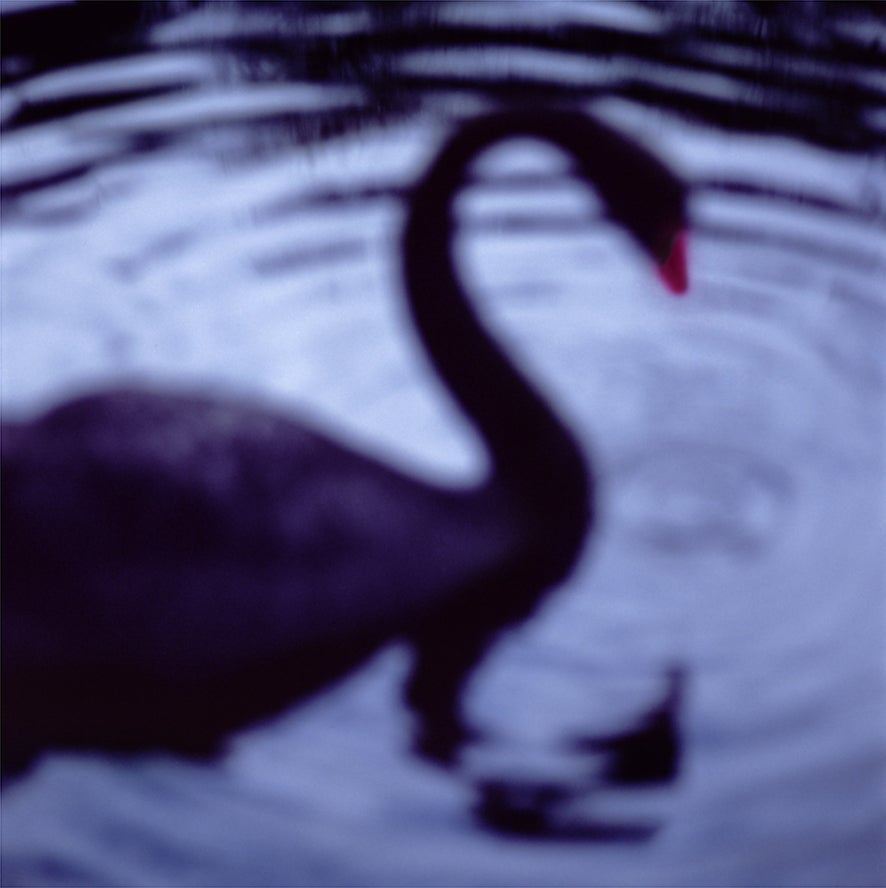 Black Swan, Centennial Park, Sydney, Australia, ed. of 23 - Photograph by John Huggins