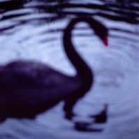 Black Swan, Centennial Park, Sydney, Australia, ed. of 23