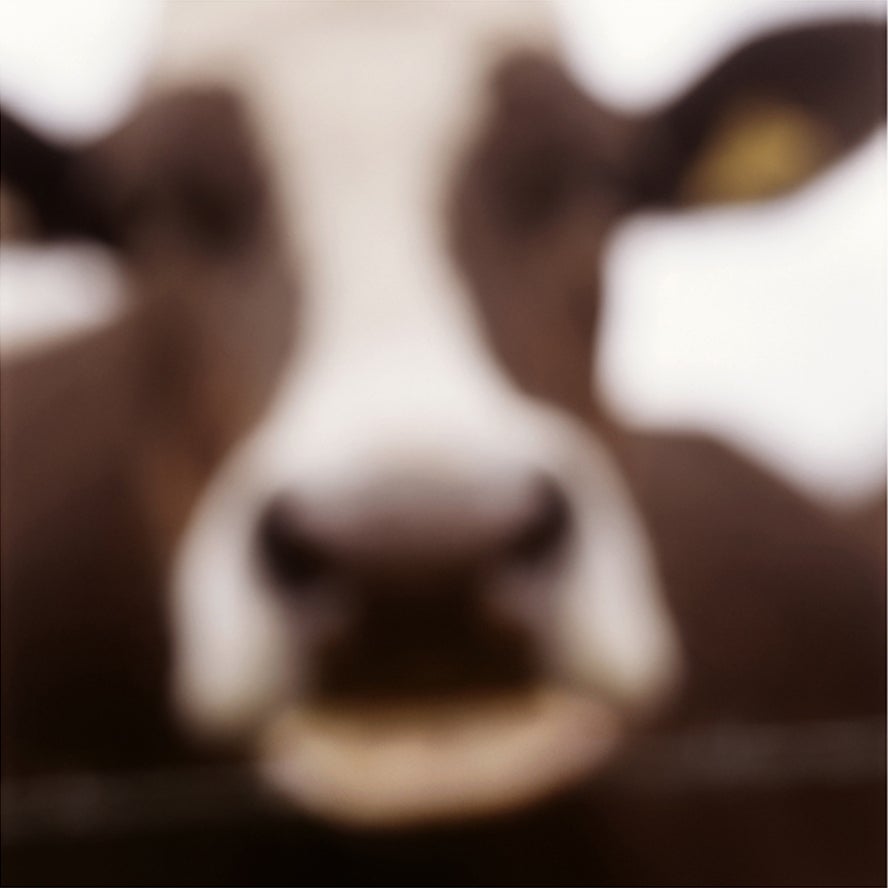 John Huggins Figurative Photograph - Cow, Lewknor, Oxfordshire, England, ed. of 23