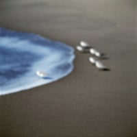 Plovers, Malibu, California