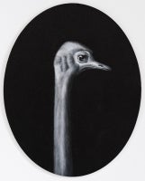 Ostrich (after Larousse)