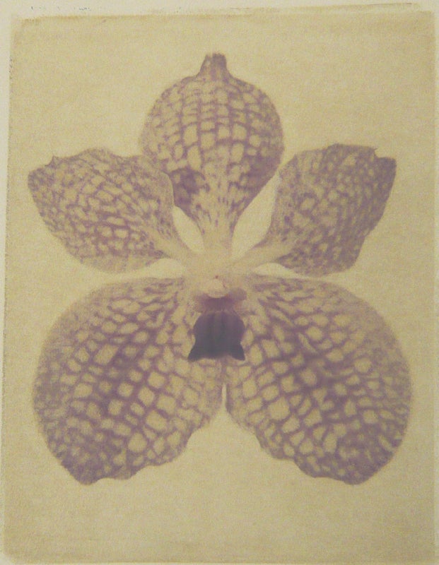 Vansa Tailor Blue - Print by Linda Broadfoot