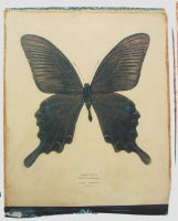 Papilio paris (Paris Swallowtail)