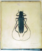 Plinthocoelium Suaveoleus Plicatum