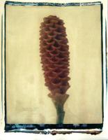 dendrobium sp. (dyed dendrobium orchid)