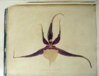 Odontobrassium Kenneth Bivin
