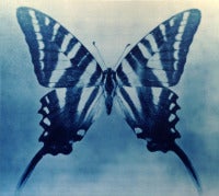 Butterfly 2, 4/12