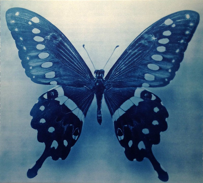 Butterfly 1, 4/12 - Photograph by Thomas Hager