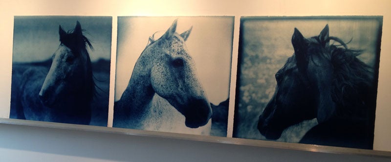 Horse 3, 1/12 - Photograph by Thomas Hager