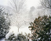 Untitled, (While you were dying)