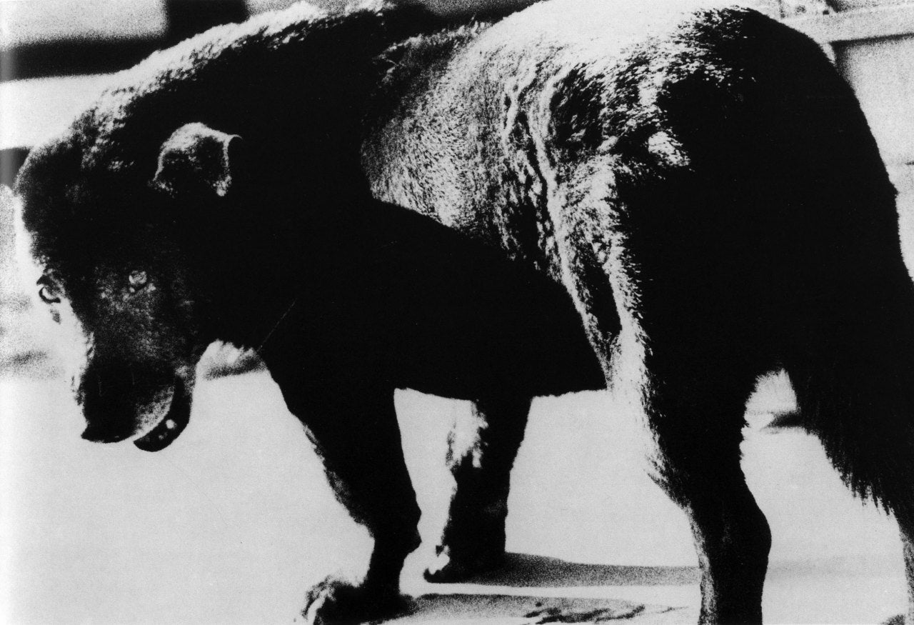 Untitled - Photograph by Daido Moriyama