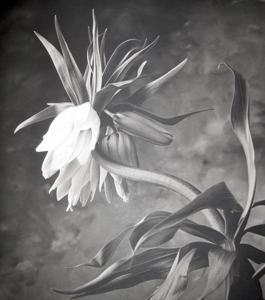 Cy DeCosse - Fritillaria, Photograph: at 1stdibs