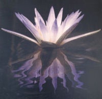 Flowers of Legends and Myth:  Blue Lotus of the Nile