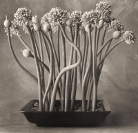 Onion Flowers
