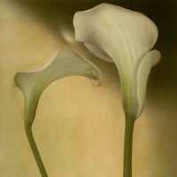 Calla Lily III
