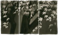 Japanese Maple