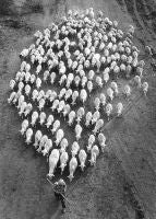 The Flock, Bulgaria, 1991