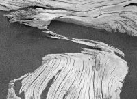 Driftwood and Sand, Pistol River Beach, OR