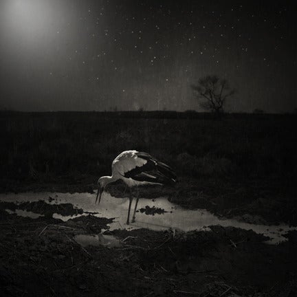 Krzysztof Wladyka Black and White Photograph - Animal 38