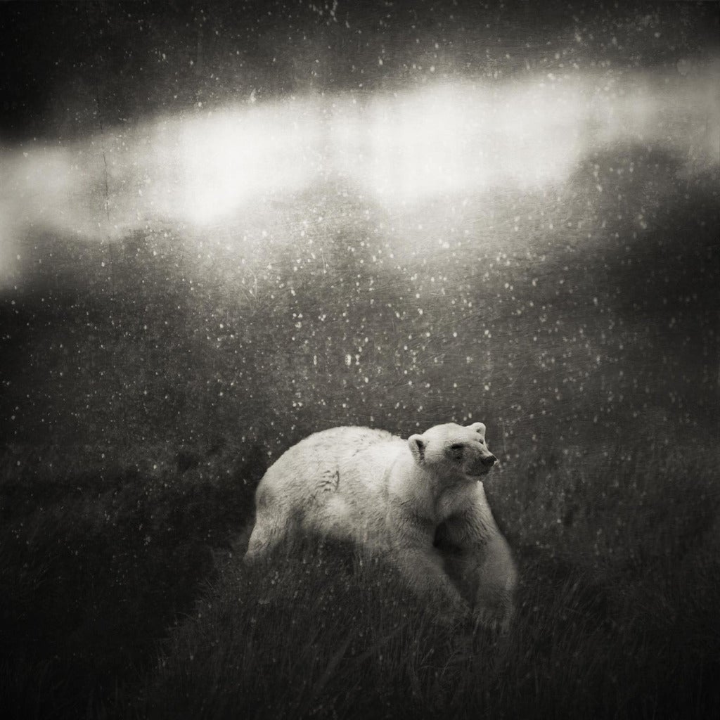 Krzysztof Wladyka Black and White Photograph - Animaly 19