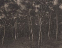 Shimamaki, 2011