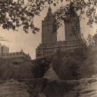 Urban Forest - Central Park #28