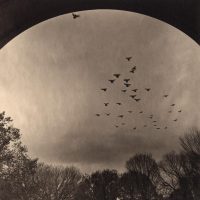 Urban Forest - Central Park #42