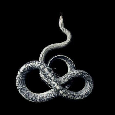 Mark Laita Still-Life Photograph - Blue Beauty Rat Snake, 2011