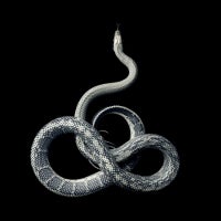 Mark Laita - Blue Beauty Rat Snake, 2011 For Sale at 1stDibs